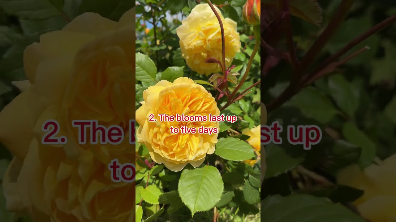 David Austin The Poets Wife #garden #rosegardens #roses #davidaustinroses #gardening #nature #rose