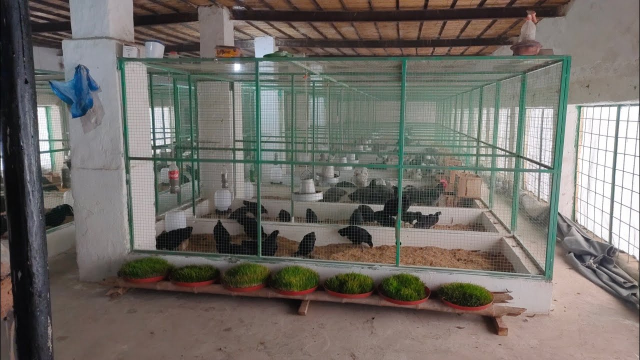 Hen farm