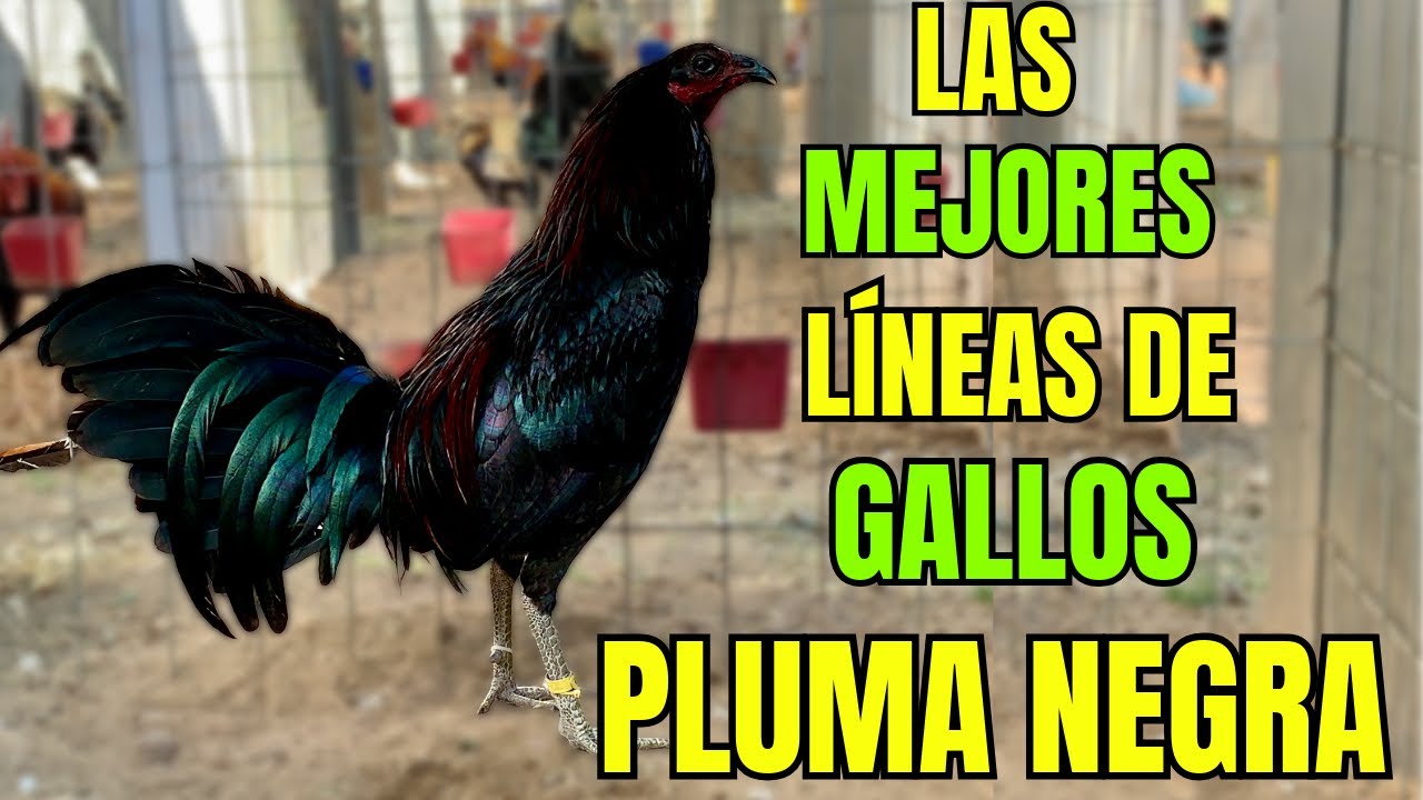 GALLOS DE PLUMA NEGRA... LAS 5 MEJORES LINEAS