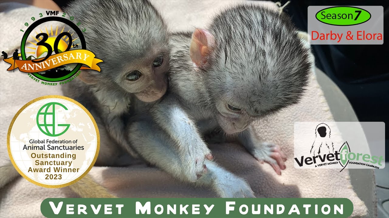 «Познакомьтесь с Дарби и Элорой, невероятными путешествиями двух отважных обезьян-сирот к свободе!»