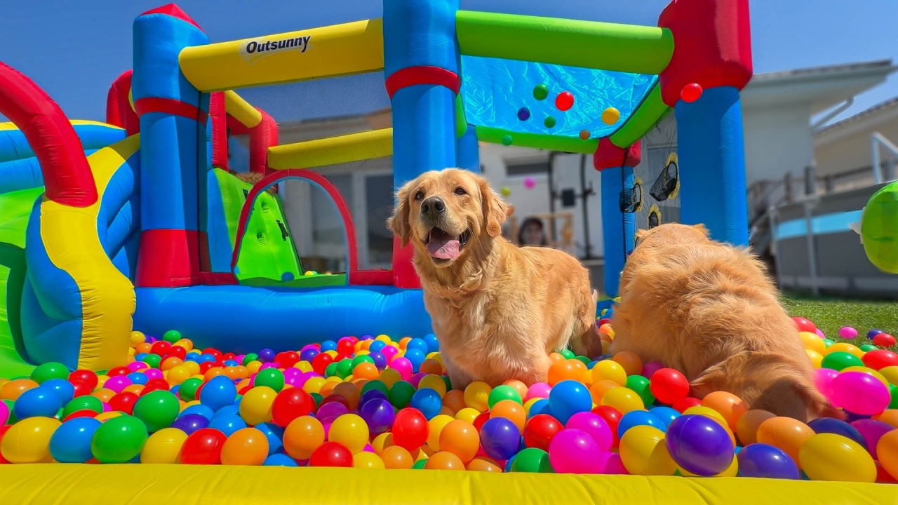 I Gave My Dogs the Ultimate Summer Surprise