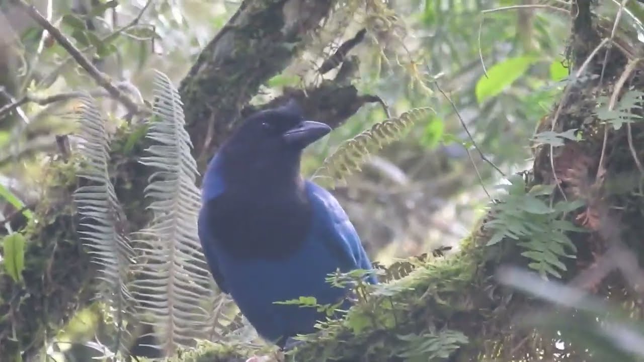 Gralha Azul come e planta o pinhão da Araucária