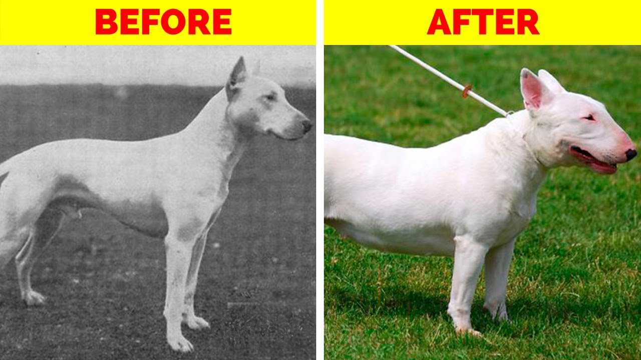 From Cute to Crippled: The Tragic Evolution of 10 Dog Breeds