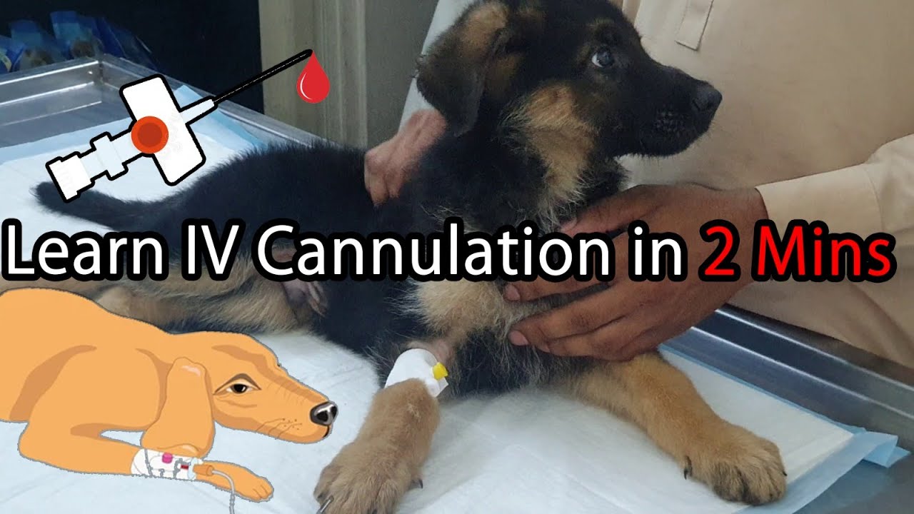 IV Cannulation in Dog (Puppy) | How to | IV Cannula | Canine