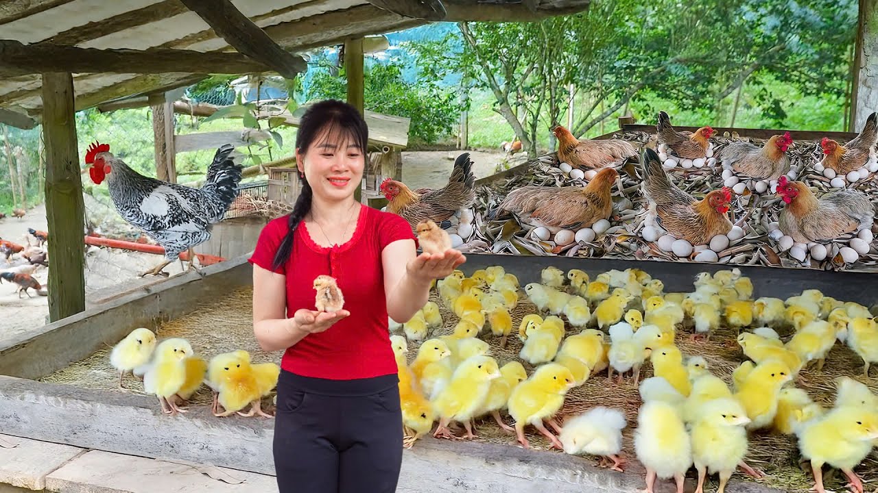 Timelapse – 1000+ Eggs Hatched Naturally! Smart Hen Nests That Really Work | Chicken Farming
