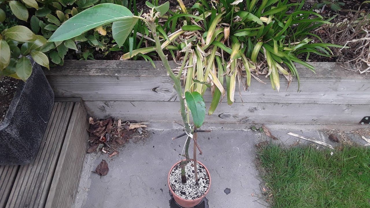 Avocado Bacon, investigating my very sickly plant and appropriate treatment ( bare rooting )
