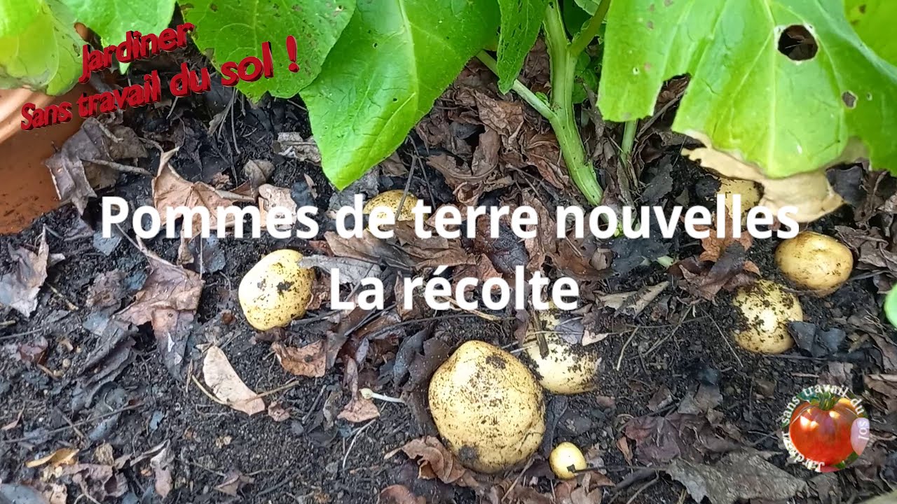 Pommes de terre nouvelles : La récolte