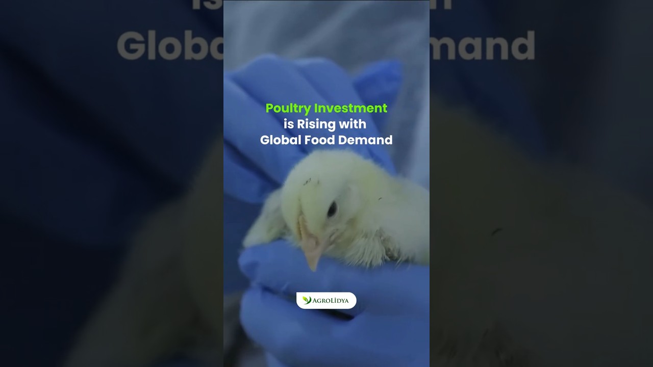 Poultry Investment Is Rising With Global Food Demand #poultry #chicken