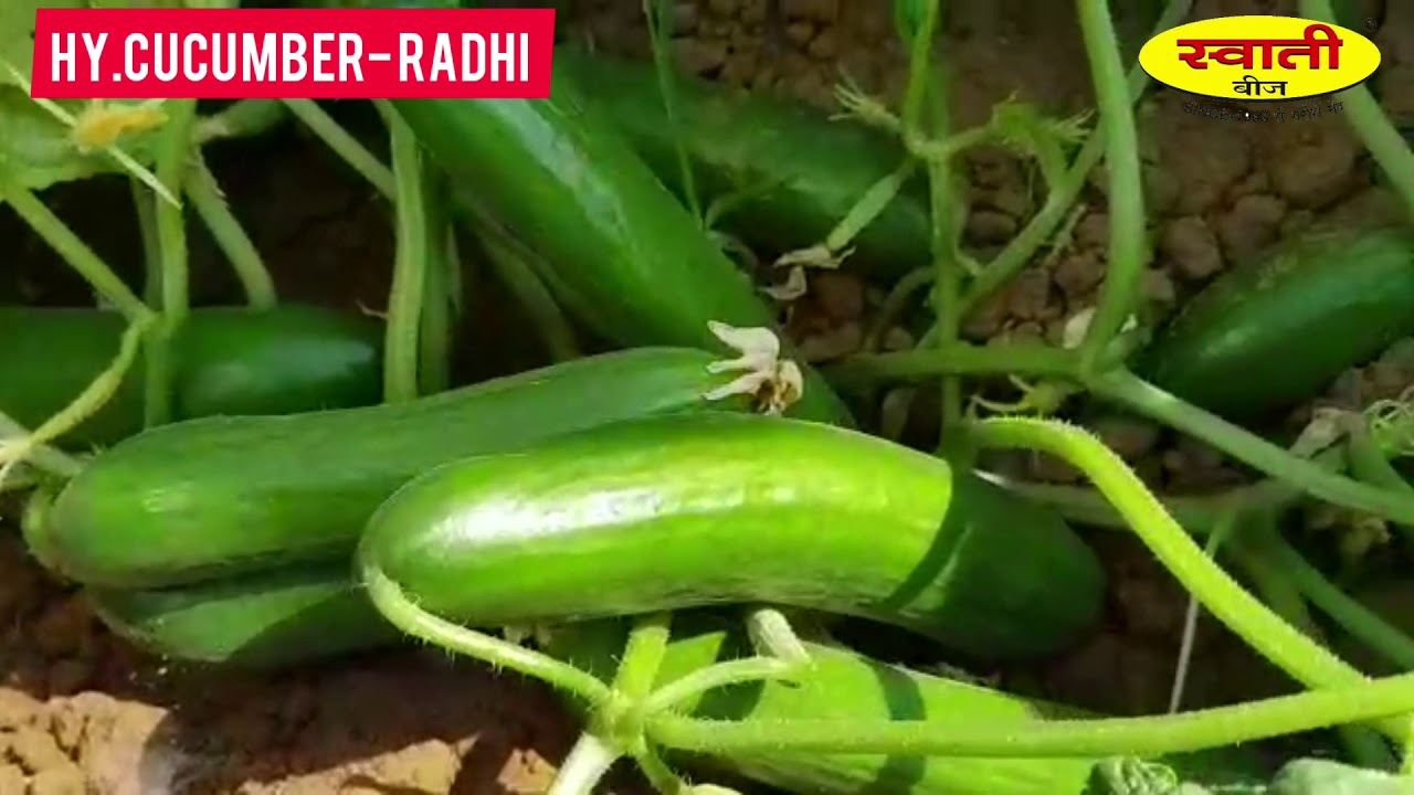 Swati seed Hy.cucumber- Radhi, mo-9426701432, 9426067260