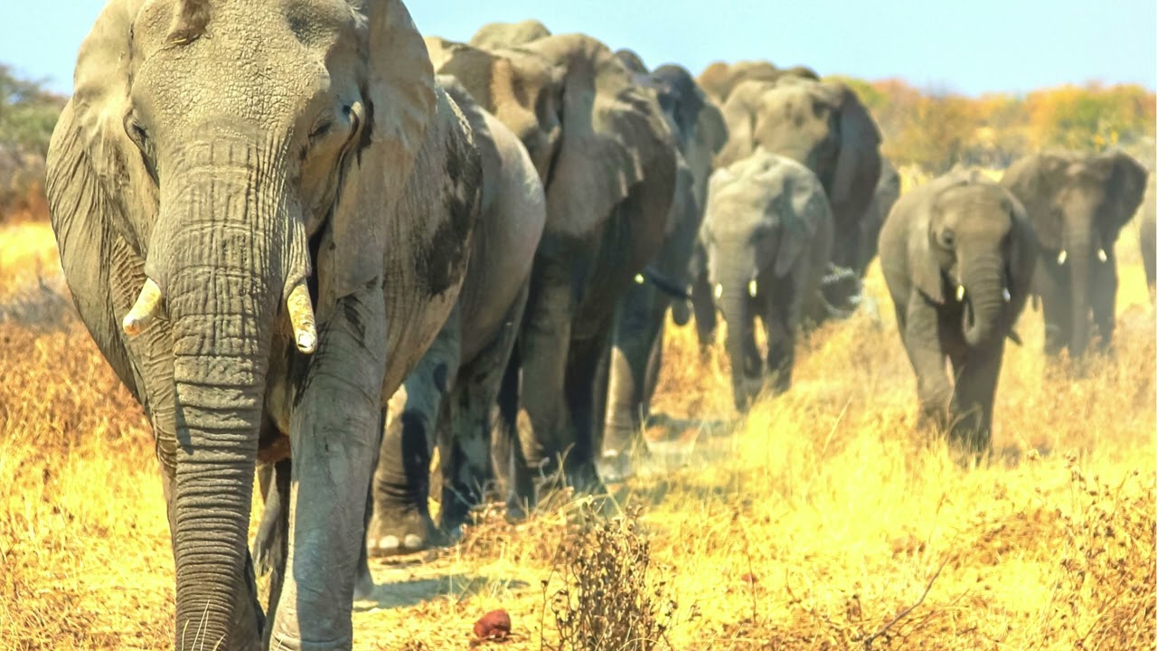 Walking in Africa (with my dog) 🐶 #xurrimusic