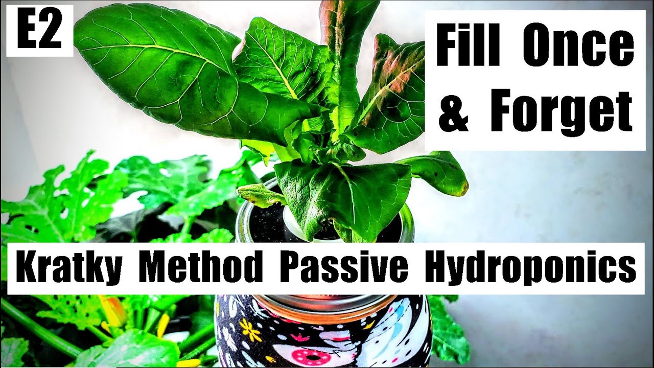 KRATKY METHOD HYDROPONICS E2 MASON JAR GROW