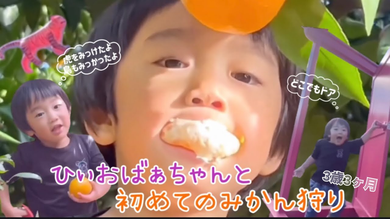 【果物狩り】ひいおばぁちゃんと一緒に初めてのみかん狩り〜自分で収穫してたくさん食べたよ！