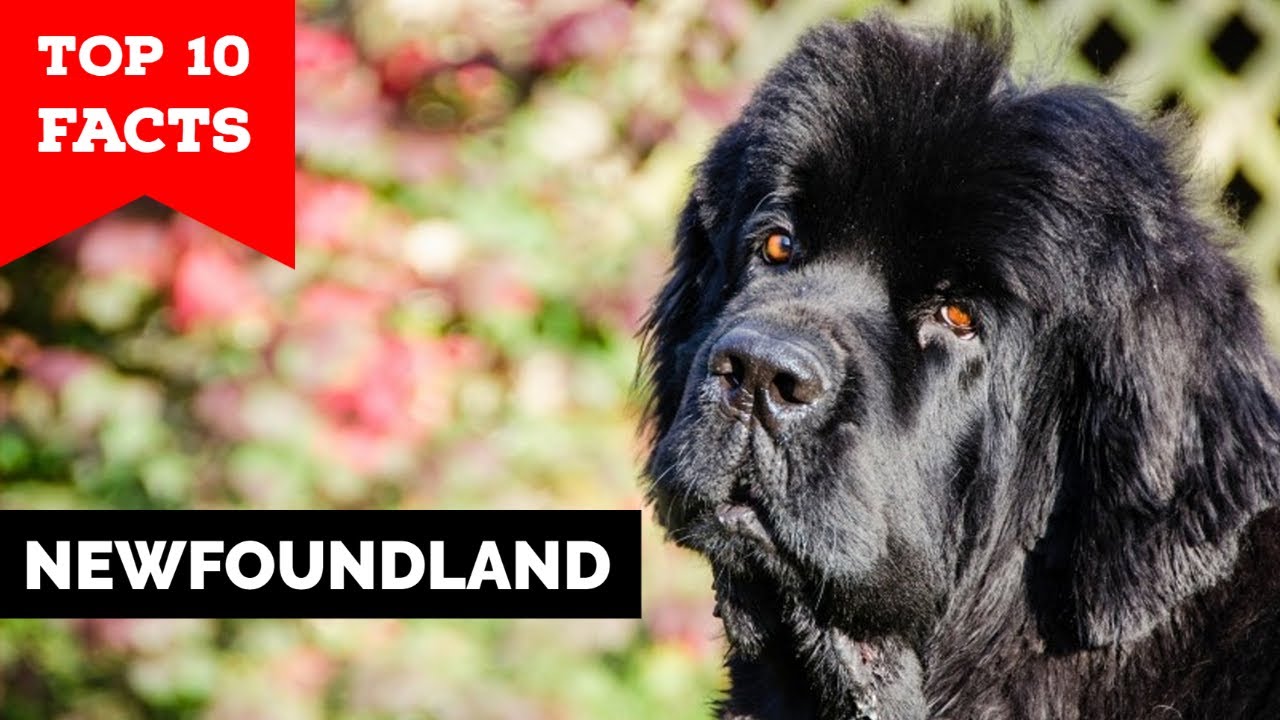 Newfoundland - Top 10 Facts