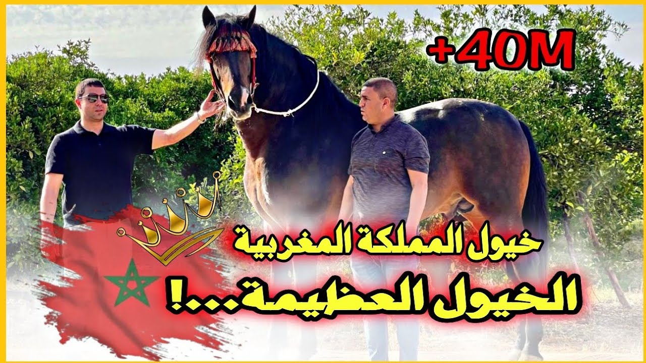 كانت زيارة مشرفة رفقة صديقي المقدم #محمد_سعيد ، لإسطبلات الصديق #هشام_النافلي من المنطقة #بني_ملال.