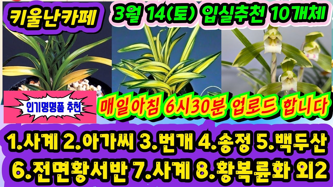 03/14(토) 입실추천 10개체 [1.사계 2.아가씨 3.번개 4.송정 5.백두산 6.전면황서반 7.사계 8.황복륜화 9.주 홍화 10.황복륜화] #orchid 