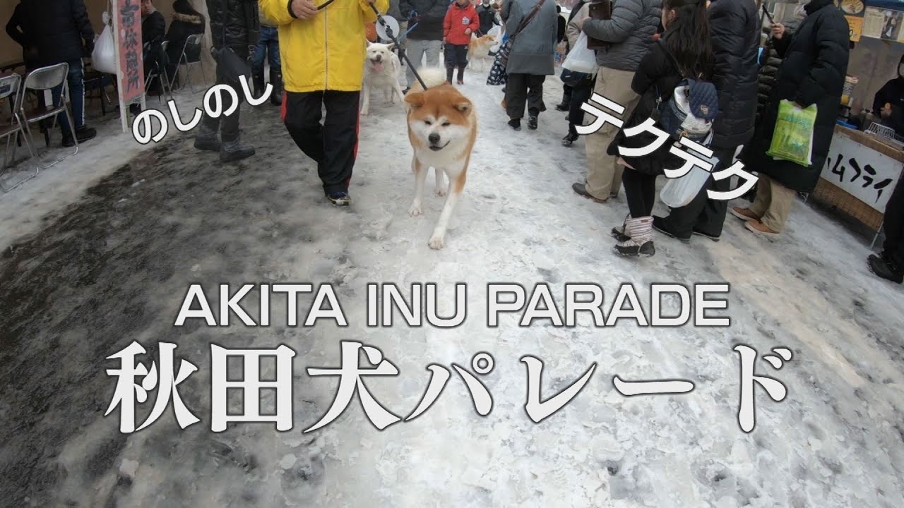【わんトピっ！】　アメッコ市 秋田犬パレード2020