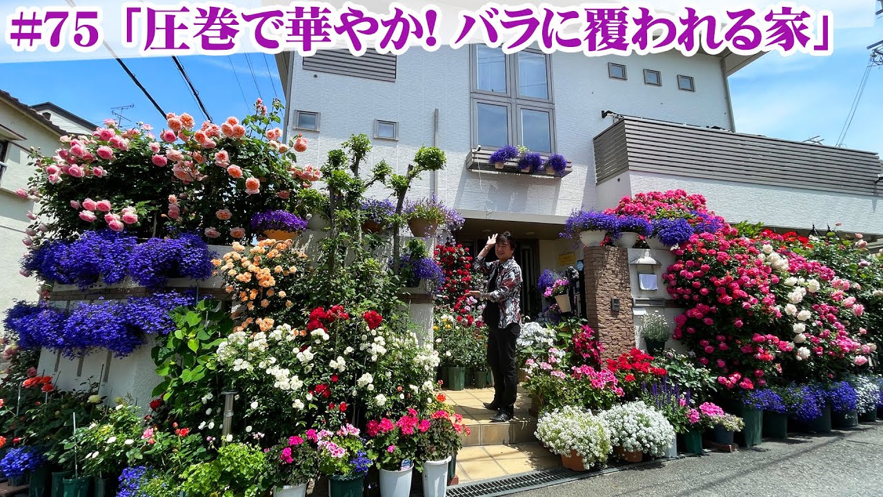 【お庭訪問 】第75回 急遽ロケ！偶然通りがかった400鉢のバラの庭が圧巻の風景で凄かった【個人邸の庭】