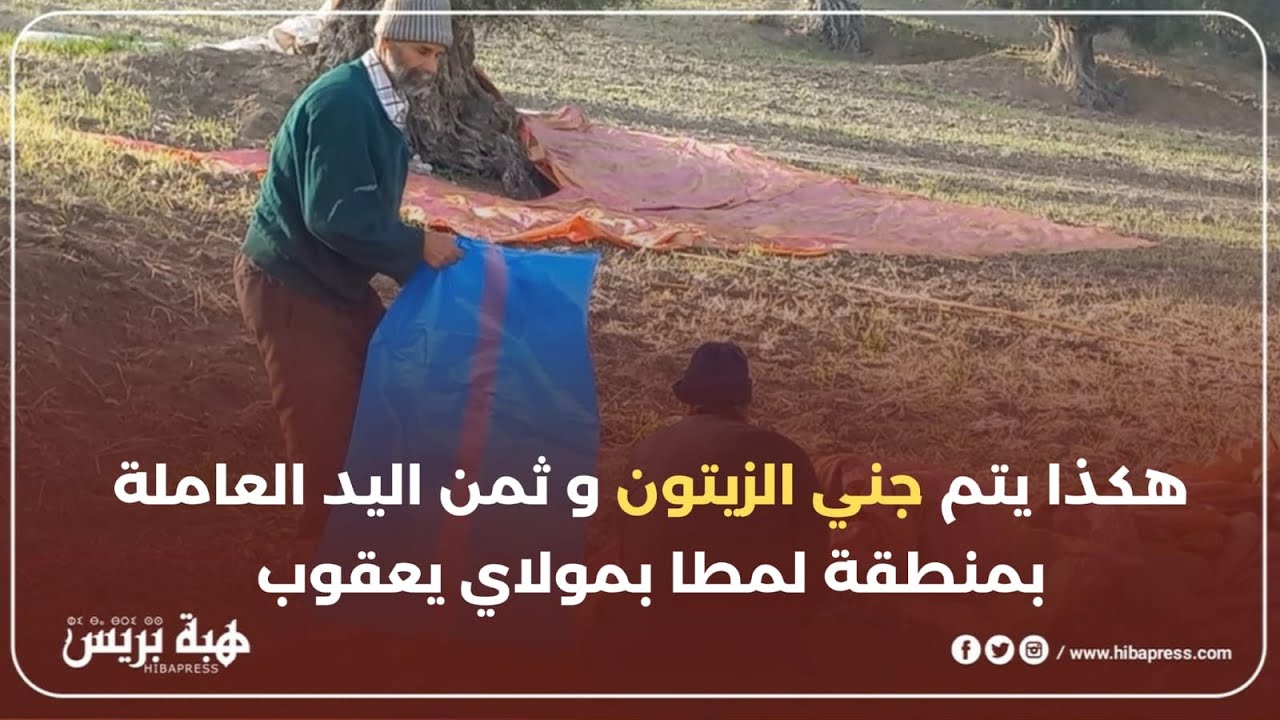 هكذا يتم جني الزيتون و ثمن اليد العاملة بمولاي يعقوب