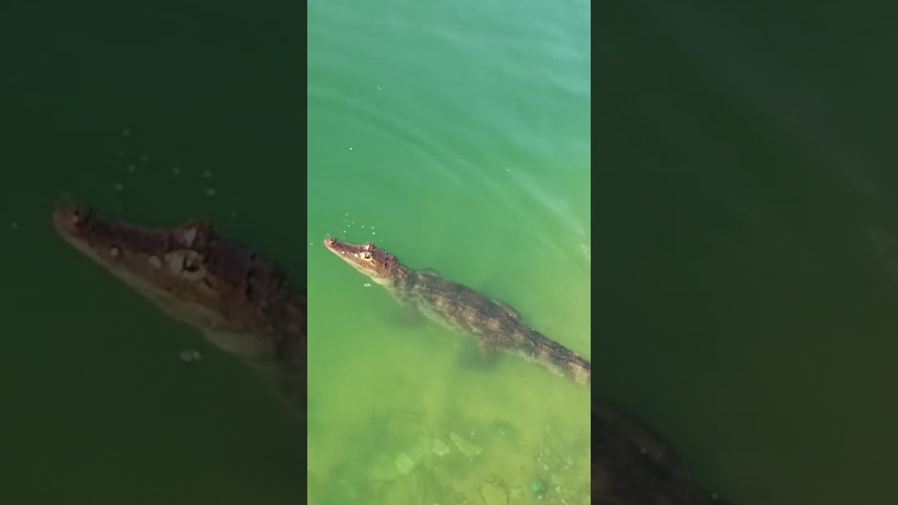 babilla ; lago en Colombia 🇨🇴