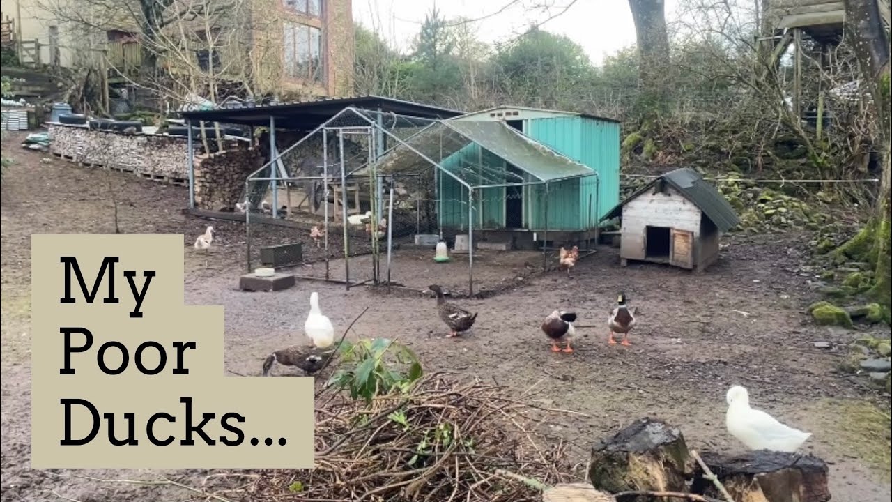 Our Ducks Were Attacked 😢