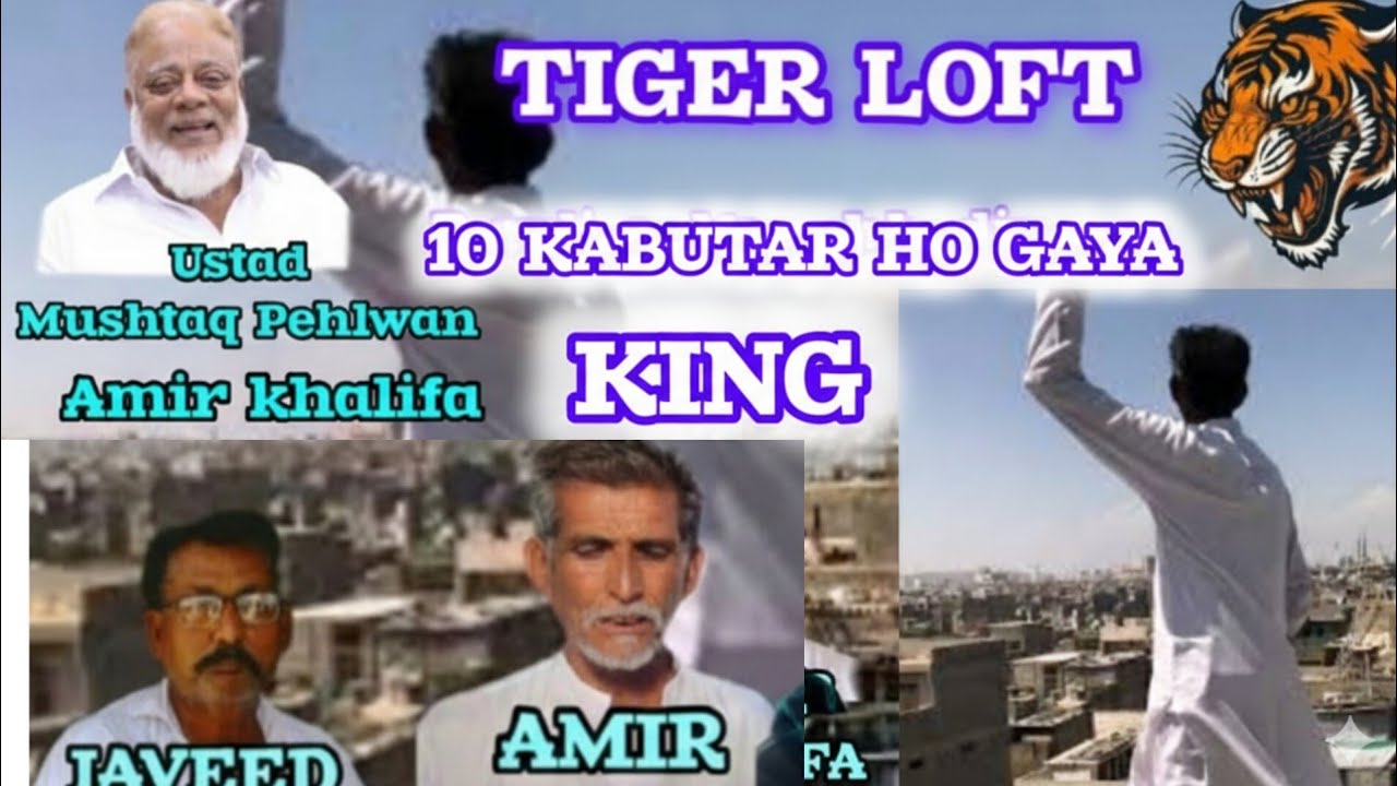 Ustad Mushtaq Pehlwan & Amir Khalifa | Tiger Loft King Update | VIP Kabutar Gum Hogaye | Tiger L