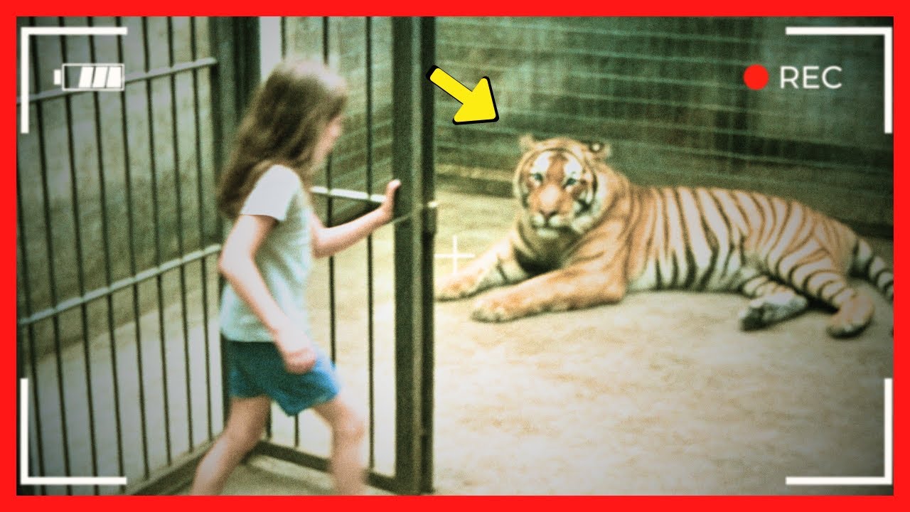 Tigre Recusa Comida Por Semanas no Circo — Até Que uma Menina Entra na Jaula Sem Ser Vista.