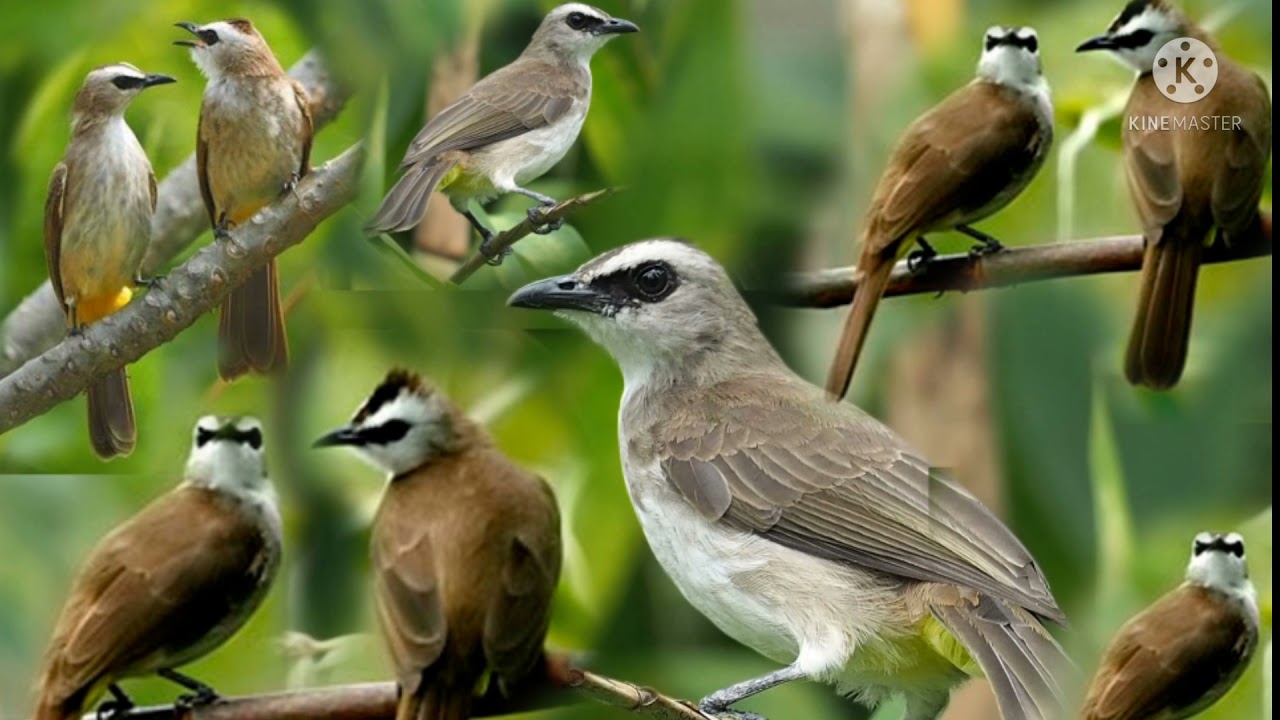 suara pikat dan masteran untuk burung trucukan