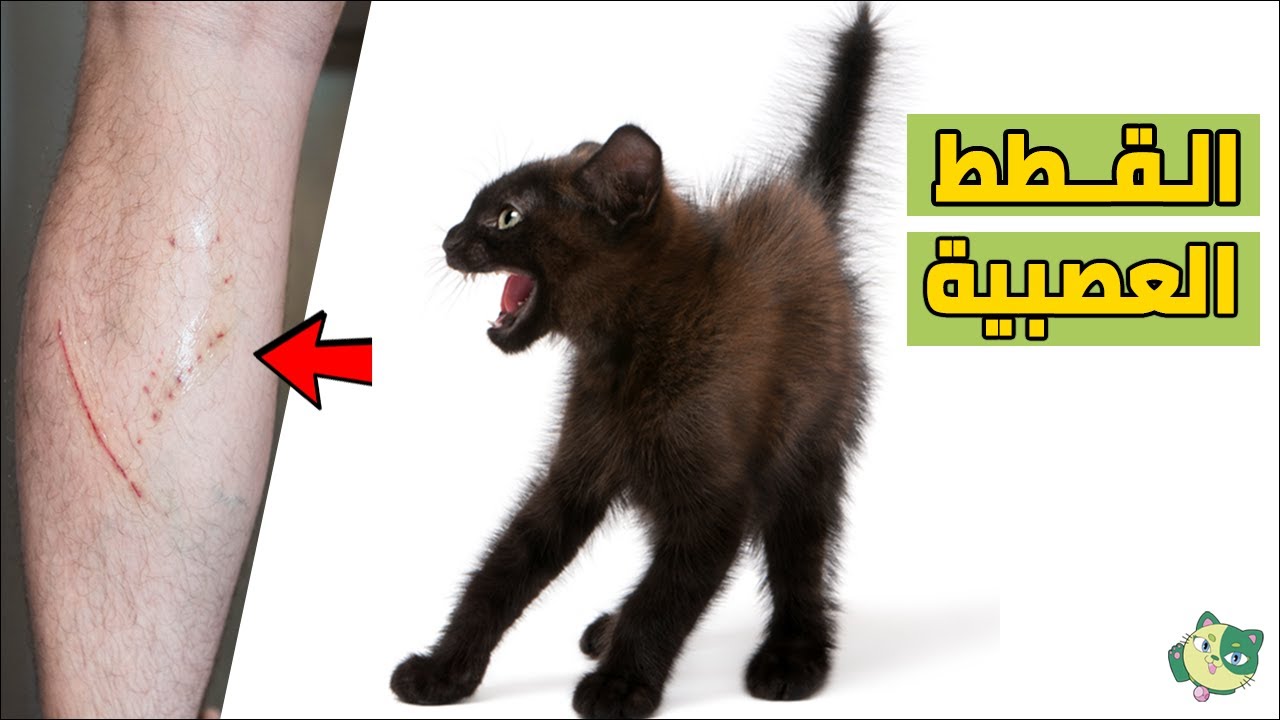 كيف تتخلص من العصبية والتوتر عند القطط ؟