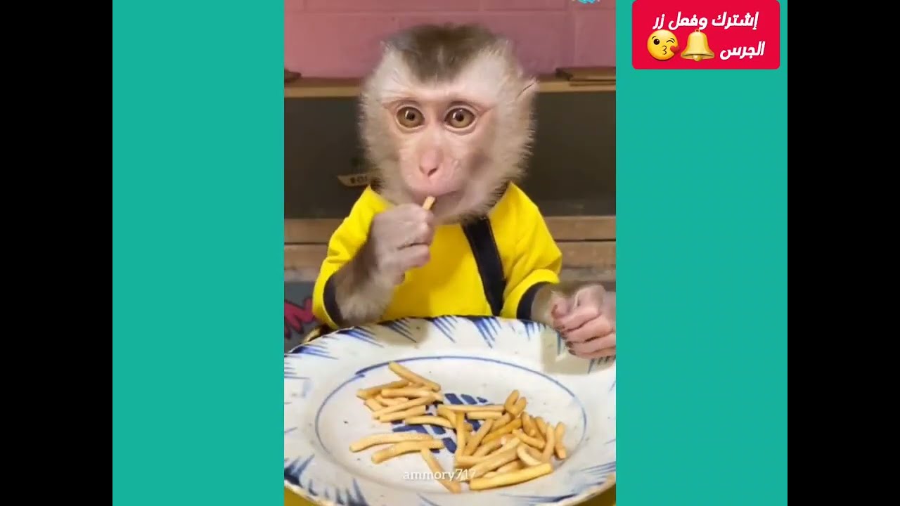 جديد 🤣 #دبلجة اصوات ولا اروع على الحيوانات #باليمن #بالسعودي #عمار_ملك_الأفكار.