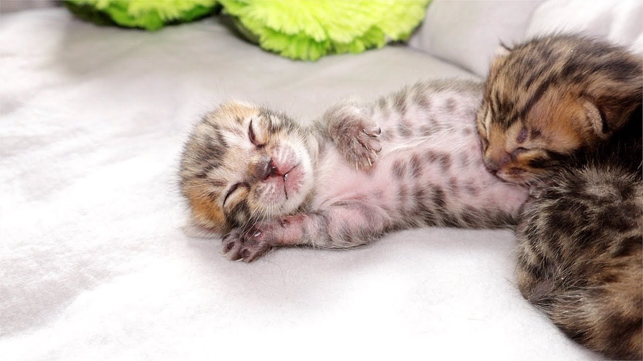 These Small Little Kittens Are Now 2 Weeks Old