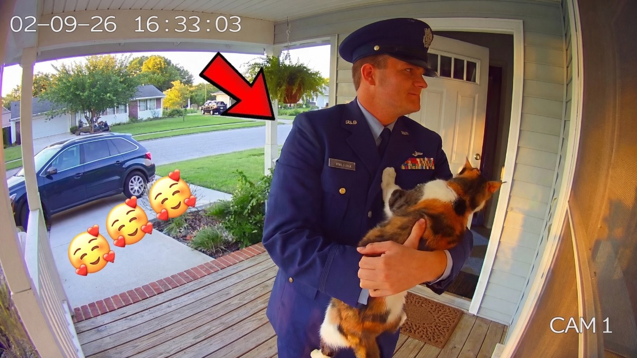 🥰 Dad Finally Comes Home, Watch How the Cats Take Over the House to Greet Him!