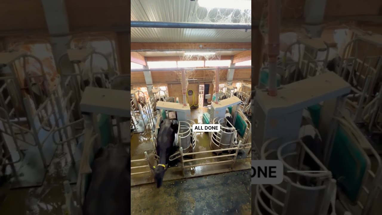 Batch Milking in Action! #Shorts
