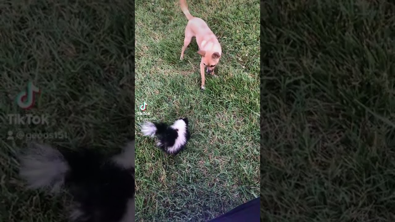Skunk vs Chihuahua