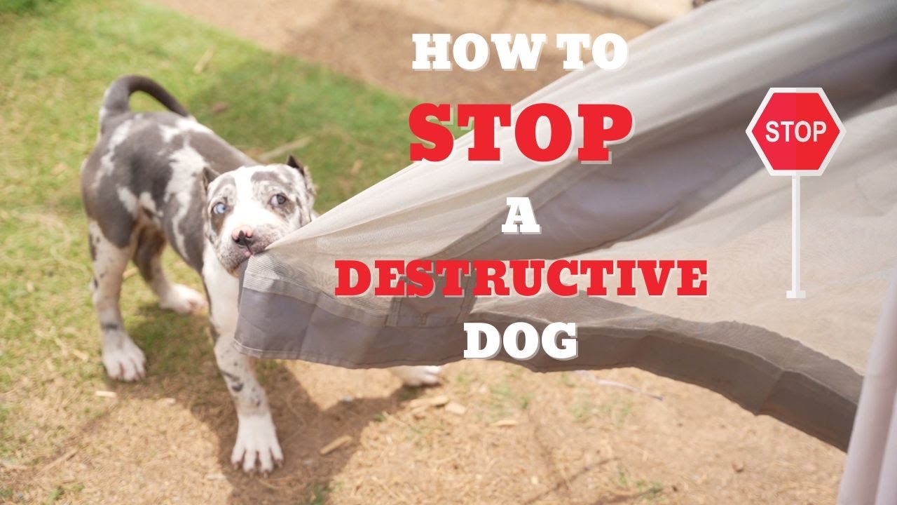 How to Stop Destructive Dog Behavior