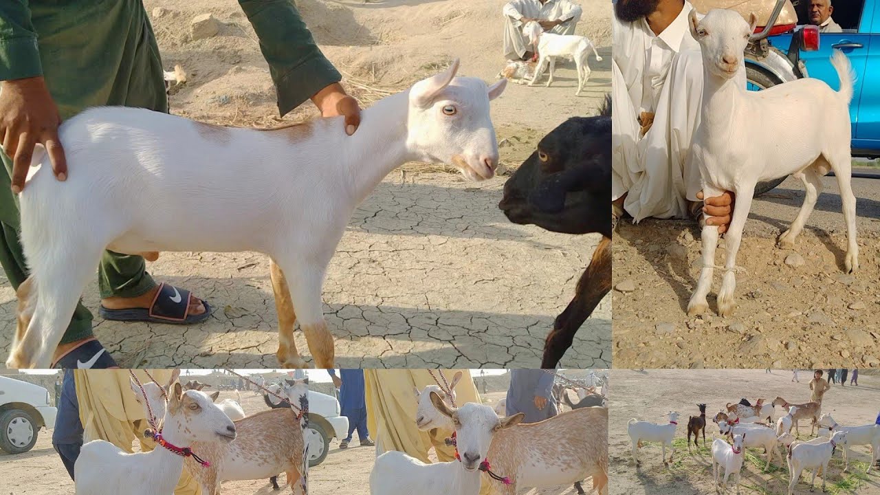 ADNAN GOAT FARM||03176475990 || Teddy barbari goat||Muhammad pur mandi ||top quality are available|
