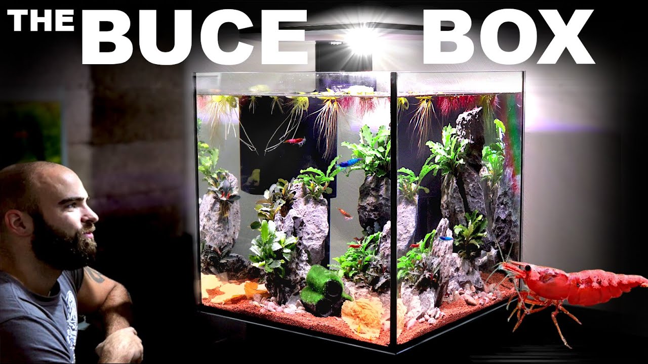 The Buce Box: ALL IN ONE Shrimp Cube Aquarium