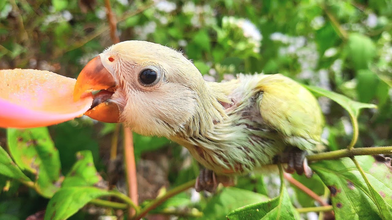baby Love Bird in the forest | I feed the baby birds in the forest and they are very hungry