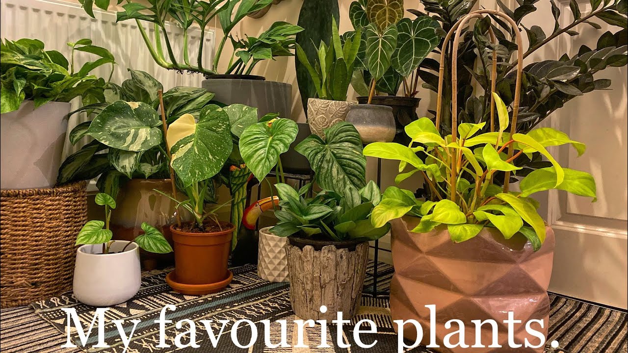 My Aroid Houseplant Collection.