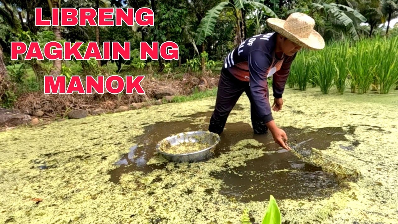 Pagkain ng manok mabilis makapagpa itlog ng mga alaga....Makukuha mo sa Palayan