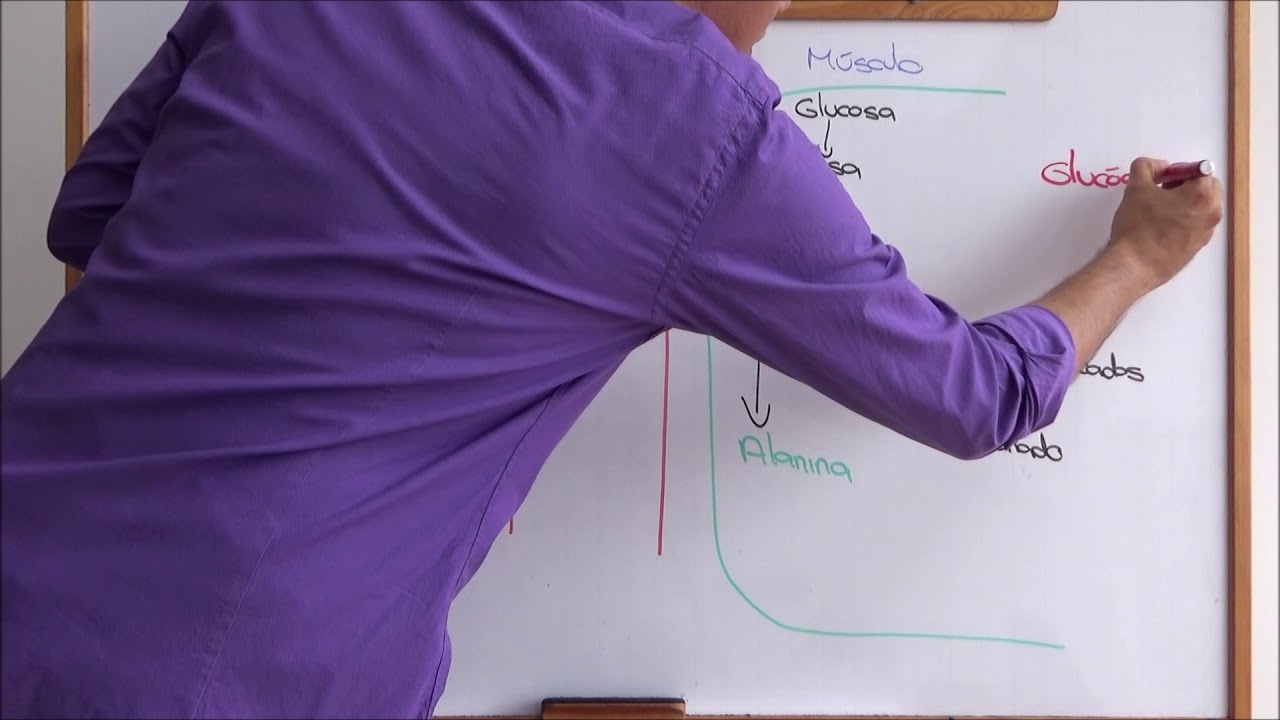 Integración metabólica: Ciclo de la glucosa-alanina