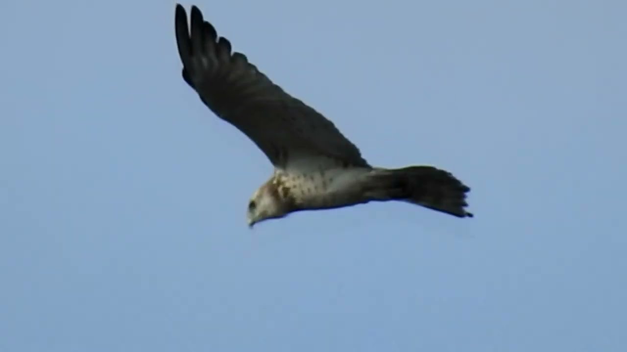 LES ANIMAUX DES ALPILLES ET DE LA CAMARGUE  ( documentaire ) RAPACES FLORE ET FAUNE.