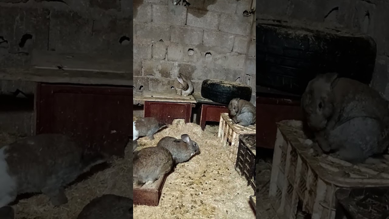 نصائح حول الأرانب وكيفة التربية الصحيحة