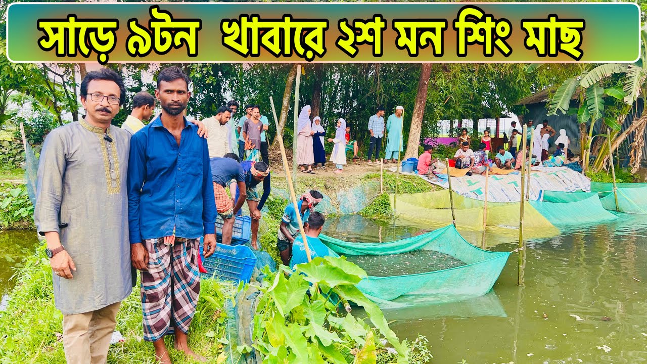 সাড়ে ৯টন খাবারে ২শ মন শিং মাছ উৎপাদন.. ll catfish bd