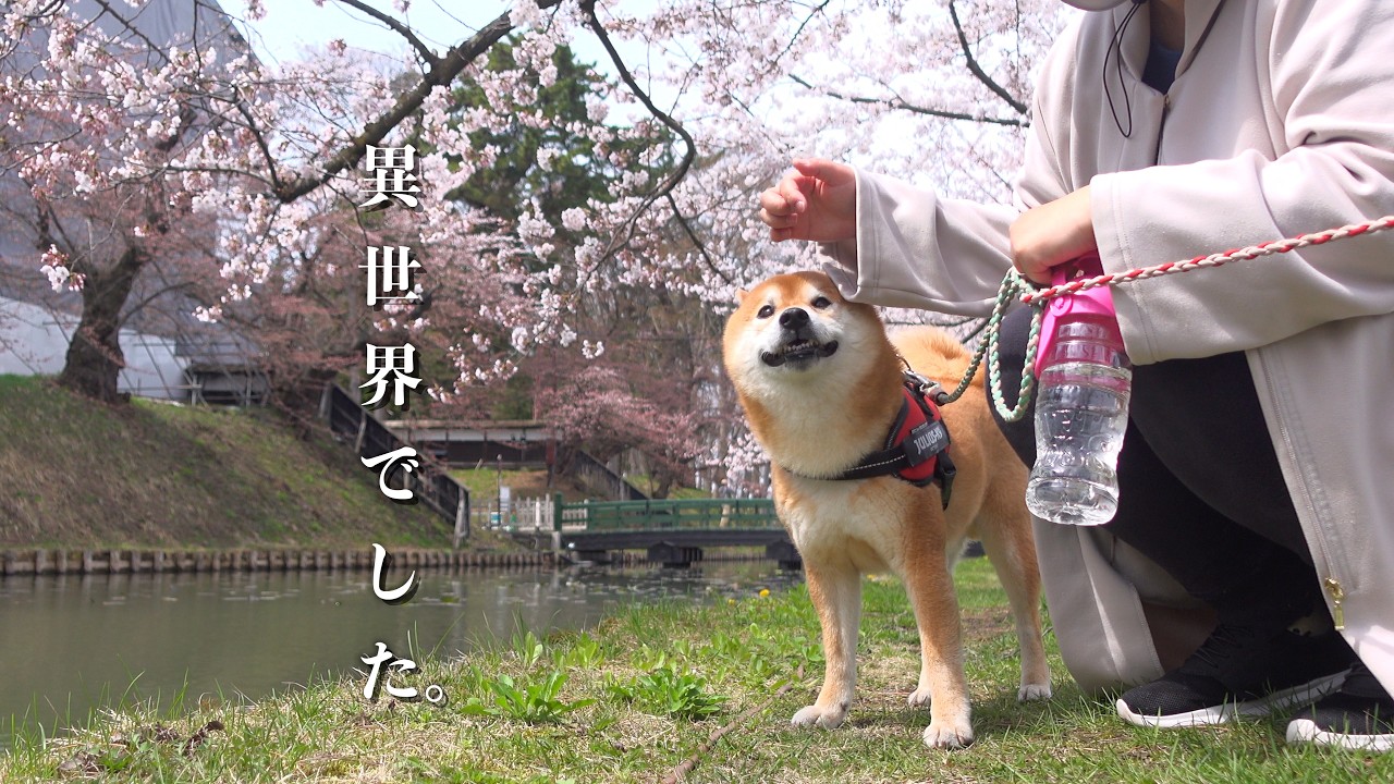 柴犬と花見いったら‥別人になった。