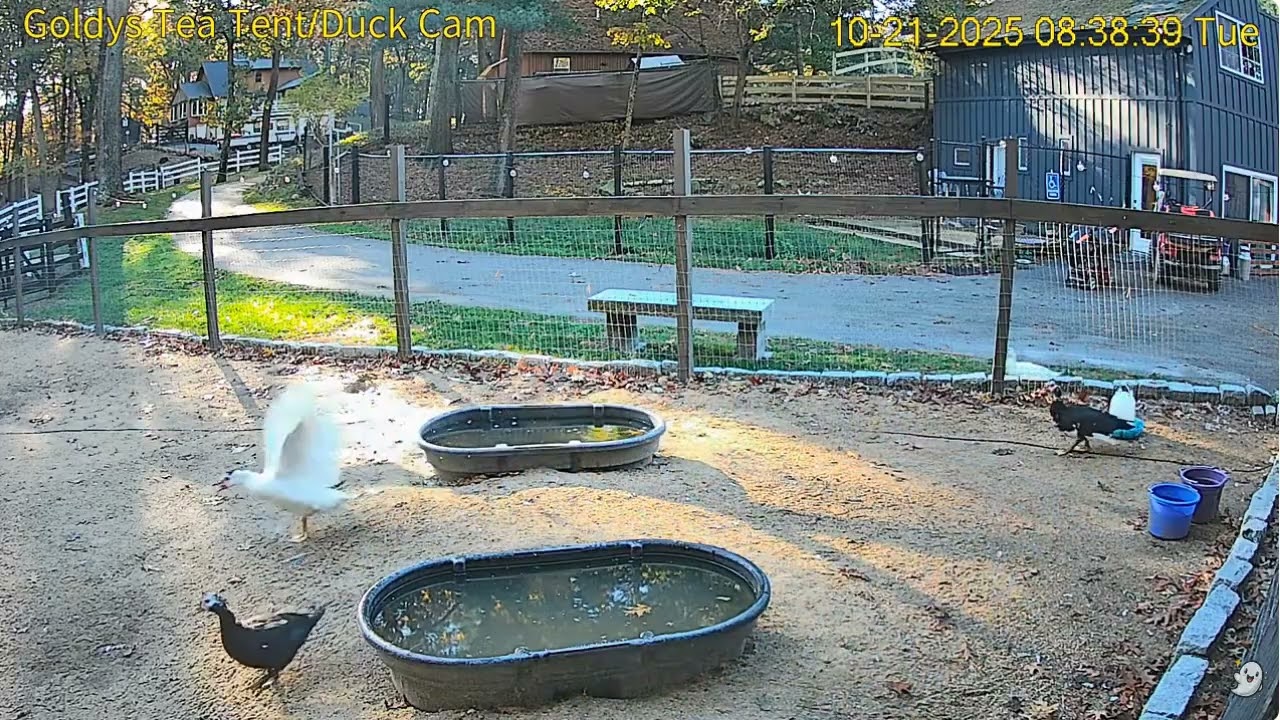 Goldy's  Tea Tent 838am Duck flies over fence ;906am ET puts Duck back in area  10212025