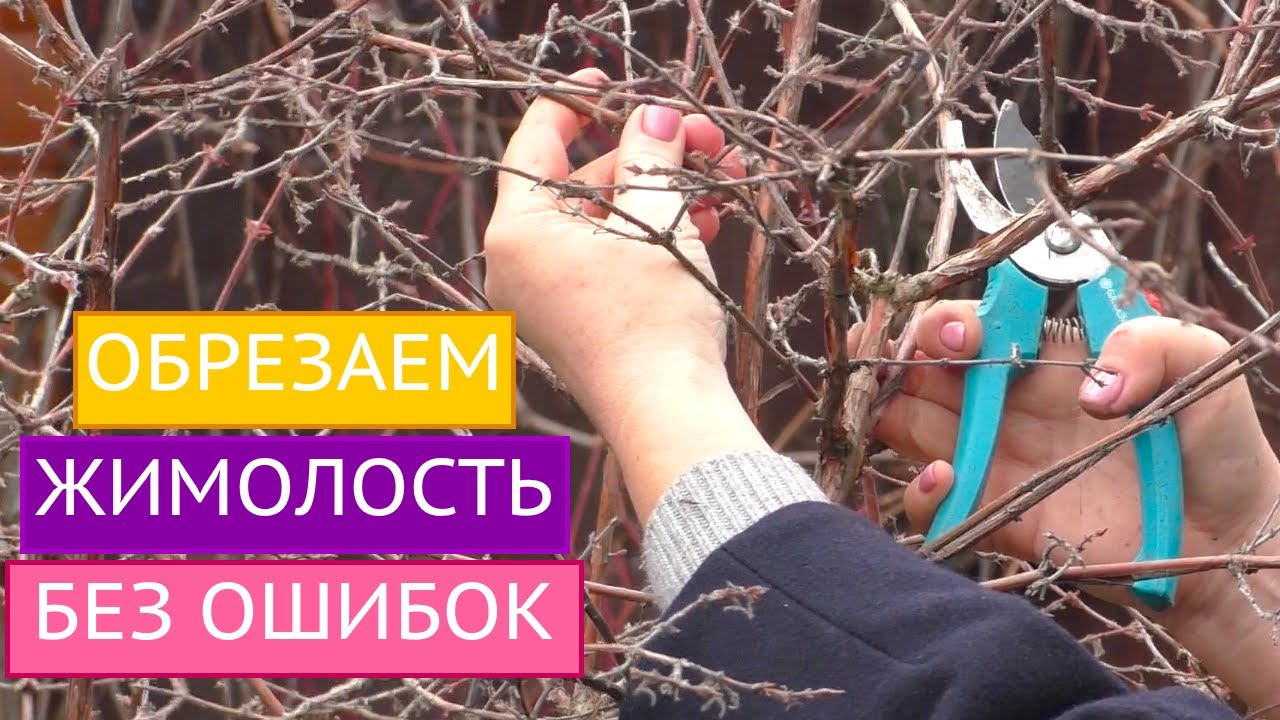НЕ ДОПУСТИТЕ ОШИБОК!! ТОНКОСТИ ОБРЕЗКИ ЖИМОЛОСТИ!