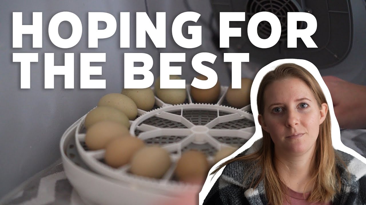 Setting Eggs for Incubation -  first clutch of 2024