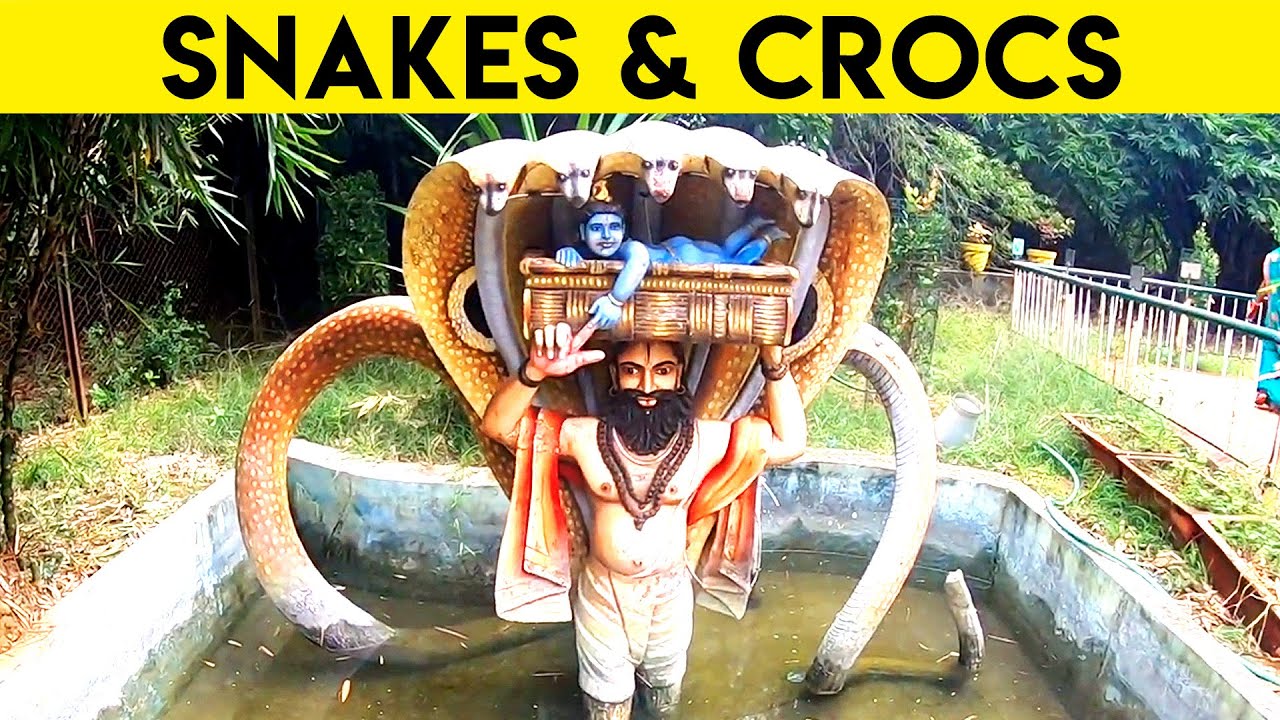 Snakes & Crocodiles | Vandalur zoo | Chennai | India Walking Tours