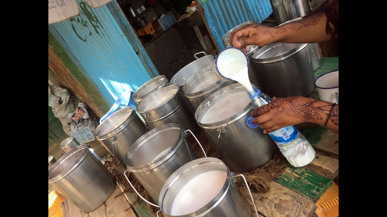 Drinking camel milk in Somaliland