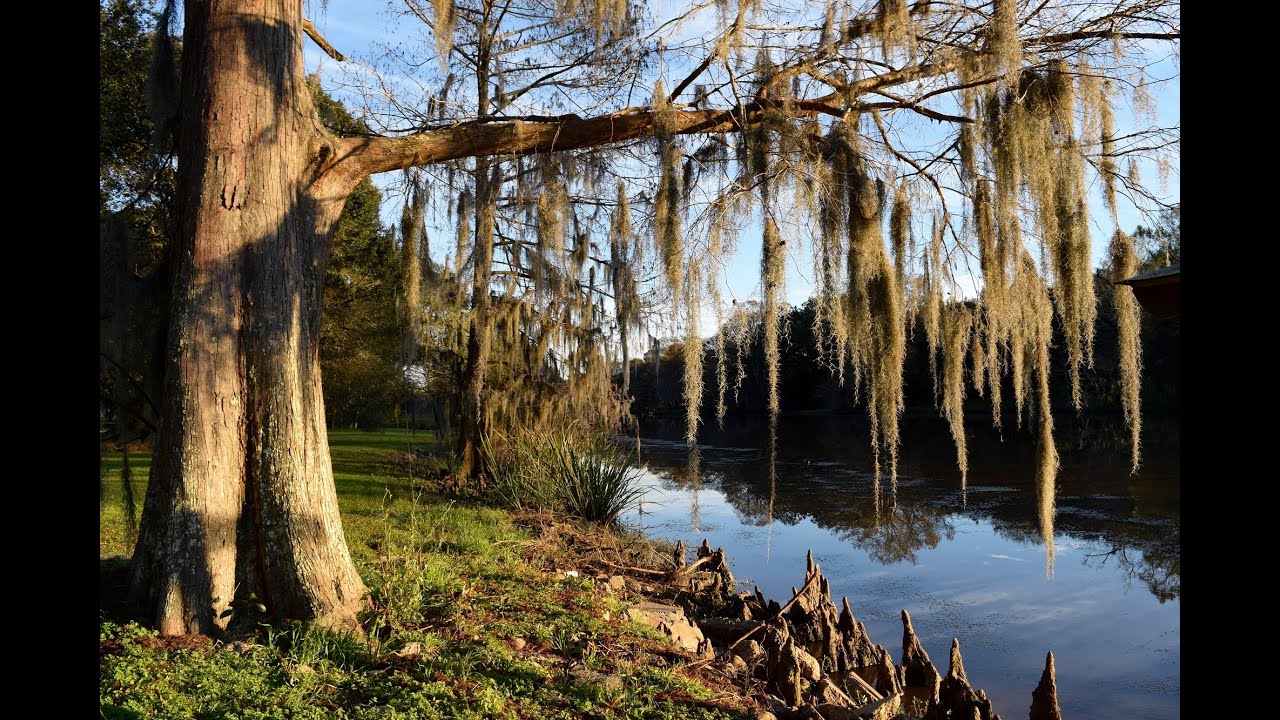 Bayou Teche Scenic Byway